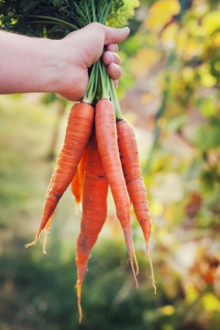 Zanahoria "Berlikumer 2 - Perfection" - NANO-GRO - aumenta el volumen de cosecha en un 30% - 