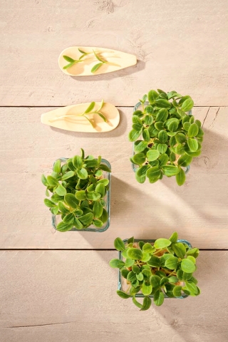 Mikro zelenjava - sončnica - mladi edinstveno sveže okusni listi - 