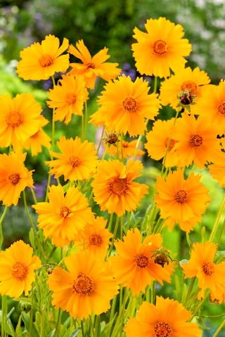 Sunburs semi di zecca a fiore grande - 