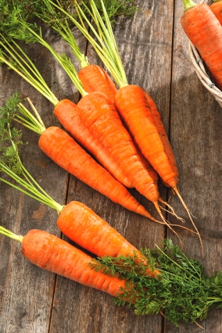 Zanahoria Fatima - una variedad tardía - 