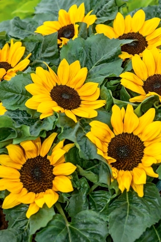 Декоративен слънчоглед Suntastic F1 - нискорастящ сорт за цветни лехи - 