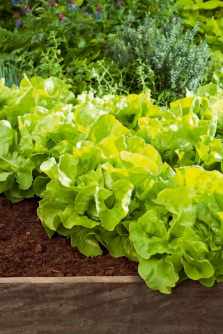 Butterhead-salaatti Edyta Ozarowska - suuret, kirkkaan vihreät päät - PÄÄLLISET SIEMENET - 