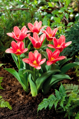 Tulipa Fashion - moda Tulip - 5 žarnic