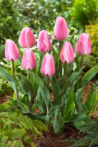 Tulip Synaeda Amor - embalagem grande! - 50 pcs.