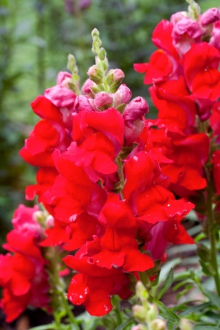 Torina snapdragon - variedade de estufa de flores vermelhas - 