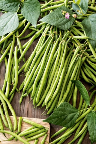 Francuski grah Paulinera - patuljasta, zelena sorta - – Garden Seeds Market  | Besplatna dostava