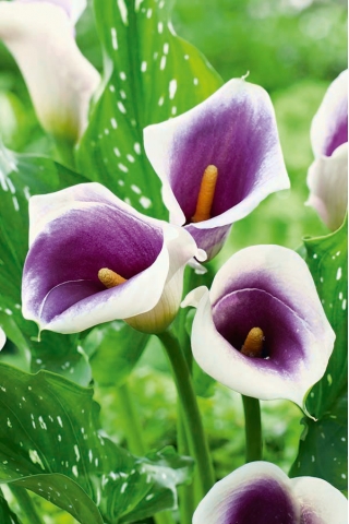 lírio de calla roxo e branco de Picasso; arum lily, Zantedeschia - pacote grande! - 10 pcs.