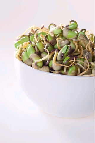 BIO Keimsprossen Samen - Sojabohnen - zertifizierte Bio-Samen