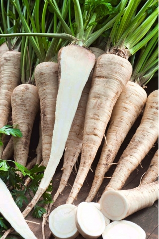 Kaska root parsley - a medium early variety - 100 grams