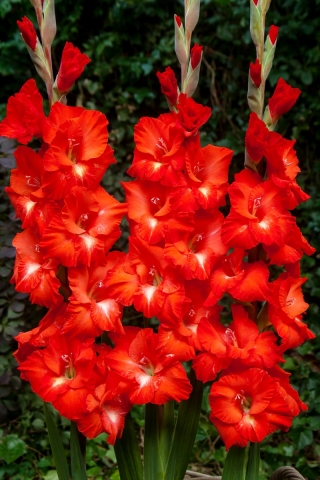 Franco Zecca gladiolus - 5 stk.