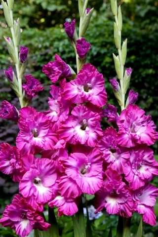 Nablus gladiolus - 5 buc.
