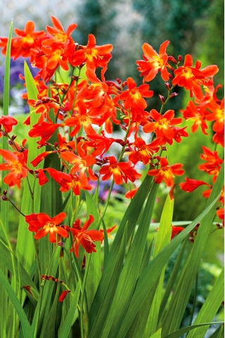 Red King crocosmia - red - XXL Package! - 500 pcs