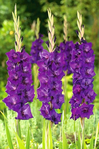 Purple Flora gladiolus - large package! - 50 pcs