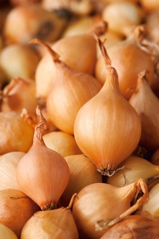 Spring onion "Wolska" - 5 kg; green onion