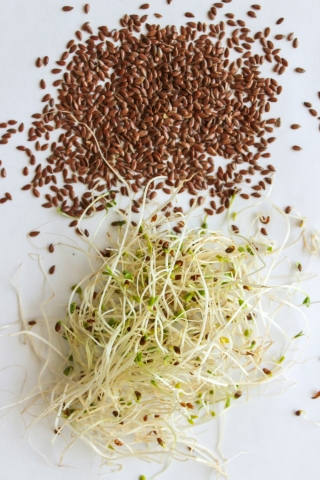BIO Sprouting seeds - Laneno - certificirano organsko sjeme; laneno sjeme -  Linum usatatissmum - sjemenke