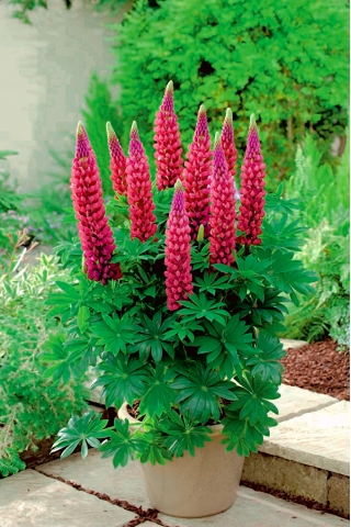 Lupinus, Lupine, Lupin The Pages - XL-verpakking - 50 st - 
