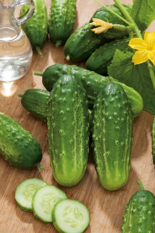 Cucumber "Ibis F1" - field, early variety that tolerates low temperatures - 105 seeds