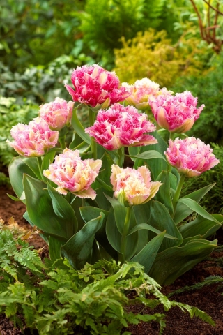 Cool Crystal tulipán - 5 ks