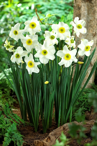 Narcis "Sinopel" - XXXL pak 250 st - 