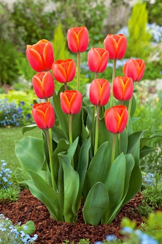Tulipán Ad Rem - XXXL balenie 250 ks