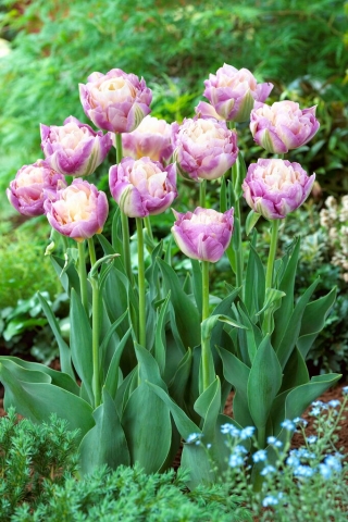 Tulipano Dolce Desiderio - Confezione XXXL 250 pz