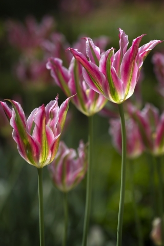 Tulipa Florosa - Tulpe Florosa - XXXL-Packung 250 Stk - 