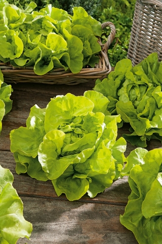 Butterhead lettuce "Lento" - for all-year cultivation - 900 seeds