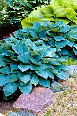 Hosta, Plantain Lily Halcyon - XL-pack - 50 st