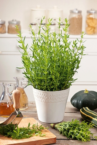 Hyssop - melliferous plant - 1 kg