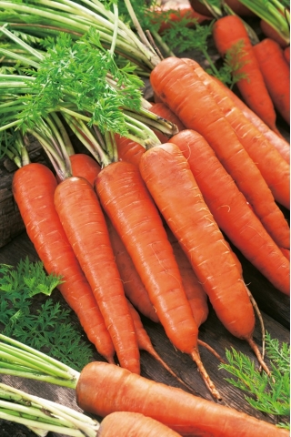 Zanahoria Rote Riesen 2 - variedad tardía - 