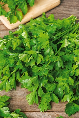 Celer "fino" - Apium graveolens var. Dulce - sjemenke
