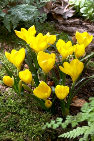 Sternbergia – winter daffodil – large pack! – 20 pcs; autumn daffodil, fall daffodil, lily–of–the–field, yellow autumn crocus
