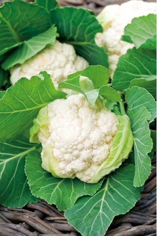 Cauliflower 'Igloo' - white, early - seeds (Brassica oleracea)