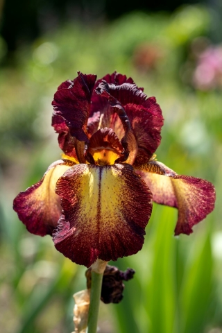 Giaggiolo, Iris germanica „Provencal”