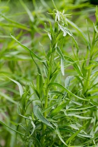 Dragon - 500 zaden - Artemisia dracunculus