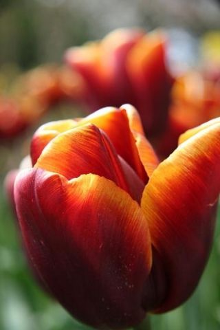 Туліпа Абу-Хасан - Тюльпан Абу-Хасан - 5 цибулин - Tulipa Abu Hassan