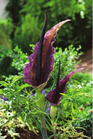 Dragon lily - Dracunculus vulgaris; dracunculus umum, naga arum, arum hitam, voodoo lily, lily ular, bau lily, naga hitam, lily hitam, dragonwort, ragons