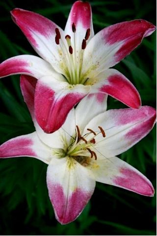 Lilium, Lily Pink & White - bulb / tuber / rădăcină