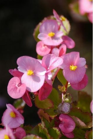 桃红色蜡秋海棠种子 - 秋海棠semperflorens  -  1200种子 - Begonia semperflorens - 種子