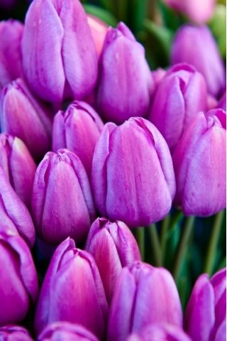 Tulpansläktet Magic Lavender - paket med 5 stycken - Tulipa Magic Lavender