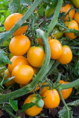 Tomate – Joke - orangé - 65 graines - Solanum lycopersicum