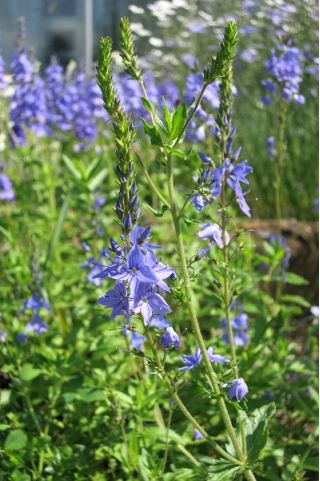 Насіння Speedwell Royal Blue - Veronica teucrium - 300 насінин - насіння