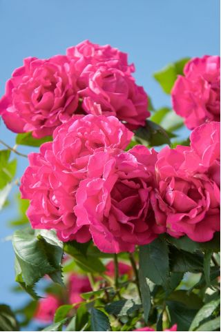चढ़ता गुलाब - गहरा गुलाबी - अंकुरित अंकुर - 