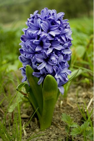 Куртка Hyacinthus Blue - Гіацинт Blue Jacket - 3 лампи