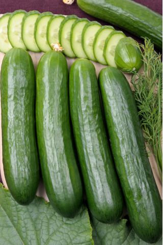 Cucumber "Olympus" - field variety - 175 seeds