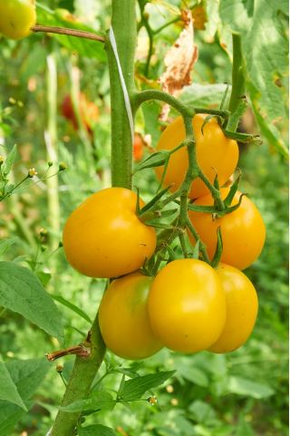 Tomate - Ola Polka - 5000 sementes - Lycopersicon esculentum