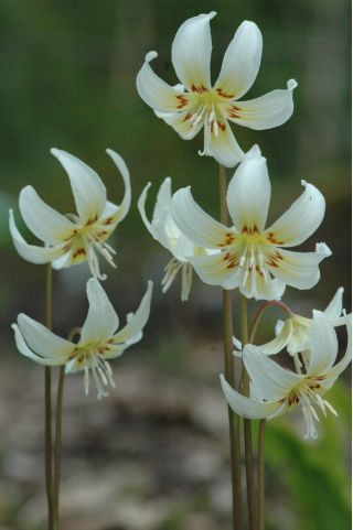 Erythronium White Beauty – Zahnlilie White Beauty