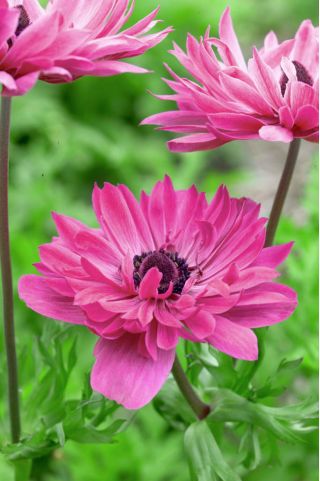Anemone Admiral - 8 kvetinové cibule