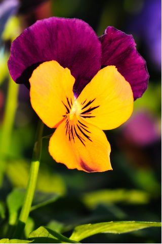 פרחי בקרן "כתום סגול"; קרניים - 20 זרעים - Viola cornuta