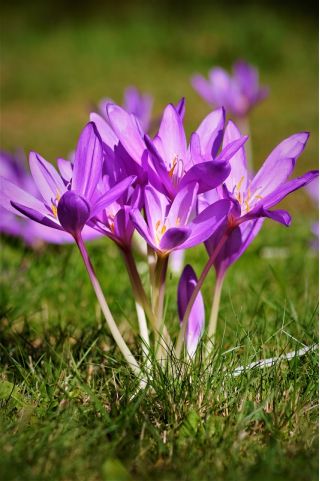 Nữ hoàng Colchicum Violet - Nữ hoàng mùa thu Saffron Violet - củ / củ / rễ